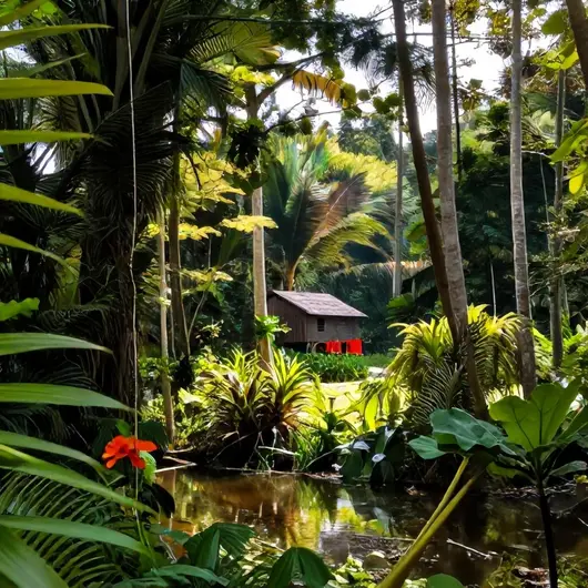 Da Mata Acre: Uma Imersão na Natureza