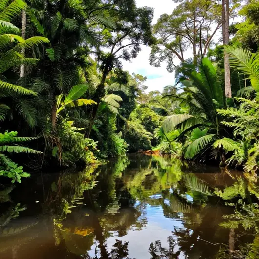 Descubra 6 igarapés em Rio Branco: sua lista essencial