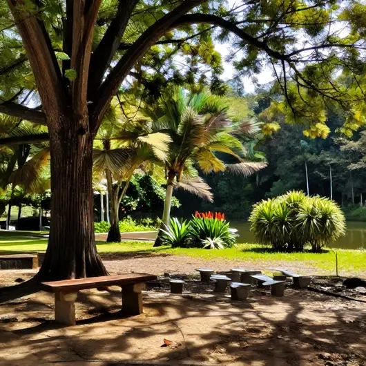 Descubra o Bosque Rio Branco AC