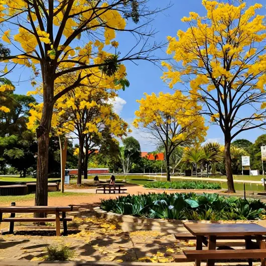 Descubra o Parque Ipê: Naturaleza e Lazer em Rio Branco - AC