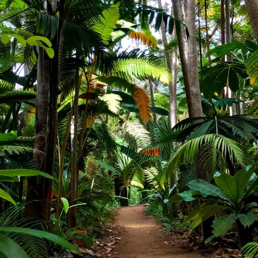 Explorando o Bosque: Natureza e Relaxamento em Rio Branco - AC