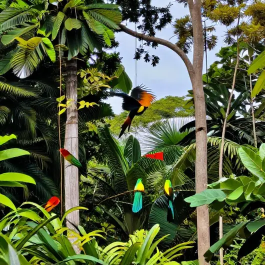 Riqueza da Observação de Aves em Rio Branco: Um Guia Completo