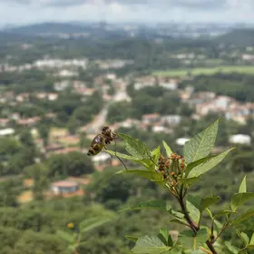 Prefeitura de Rio Branco avalia ações de combate às arboviroses e reforça estratégias de prevenção arboviroses
