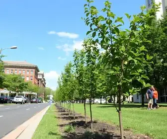 arborização